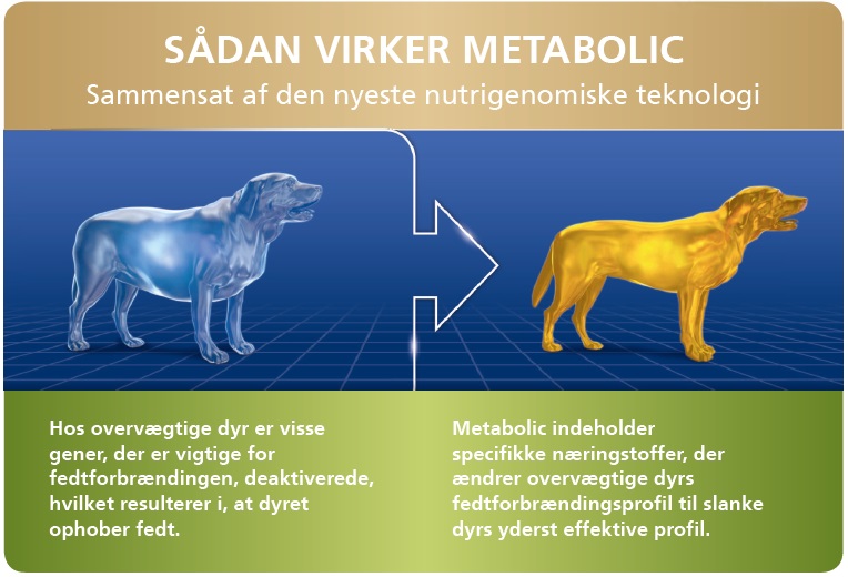 sdan virker metabolic